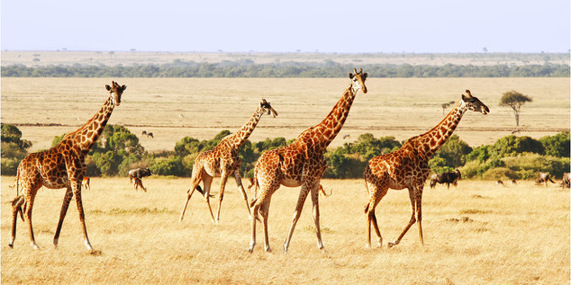 Voyage aventure exceptionnel au Kenya! 11 jours de Safarise Plage à 2750€/personne