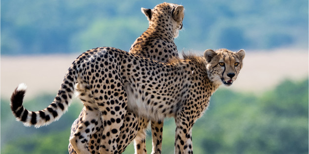 Voyage aventure exceptionnel au Kenya! 11 jours de Safarise Plage à 2750€/personne