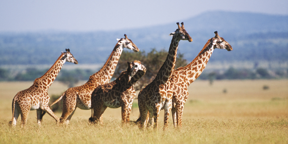 Afrique du Sud super circuit découverte! Une semaine à partir de1690€