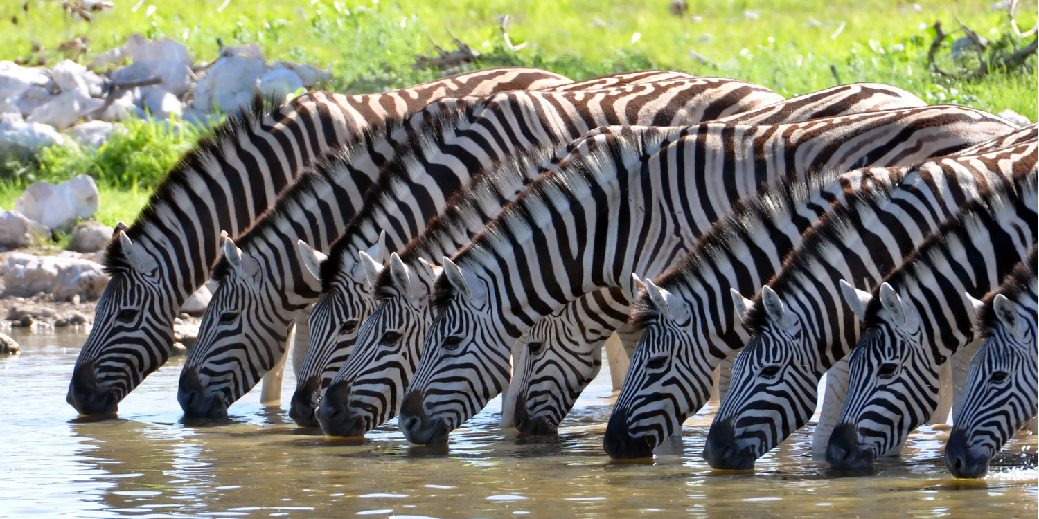 Afrique du Sud super circuit découverte! Une semaine à partir de1690€