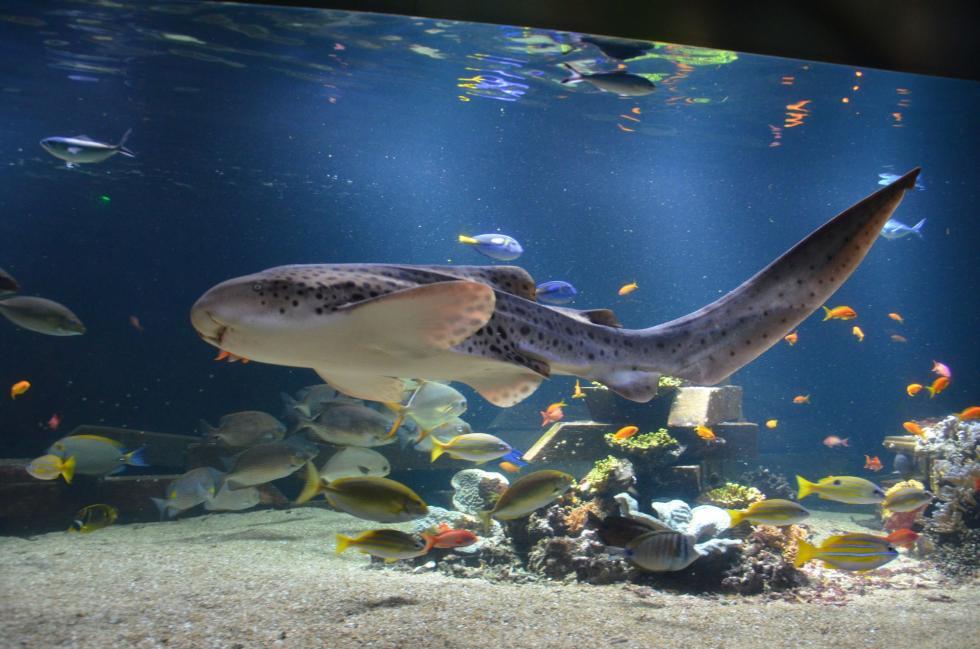 Explorer l'aquarium de Nausicaa – Centre National de la Mer! Pour la famille -16%