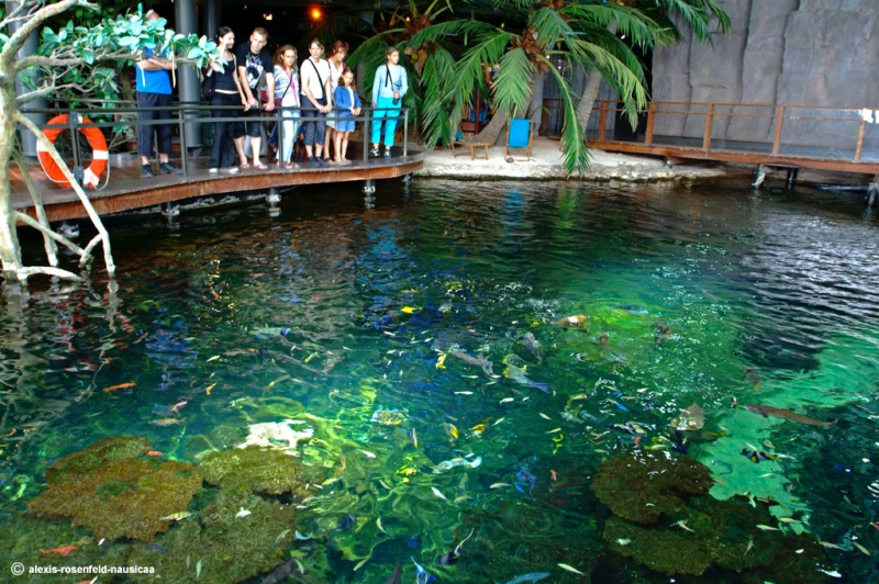 Explorer l'aquarium de Nausicaa – Centre National de la Mer! Pour la famille -16%