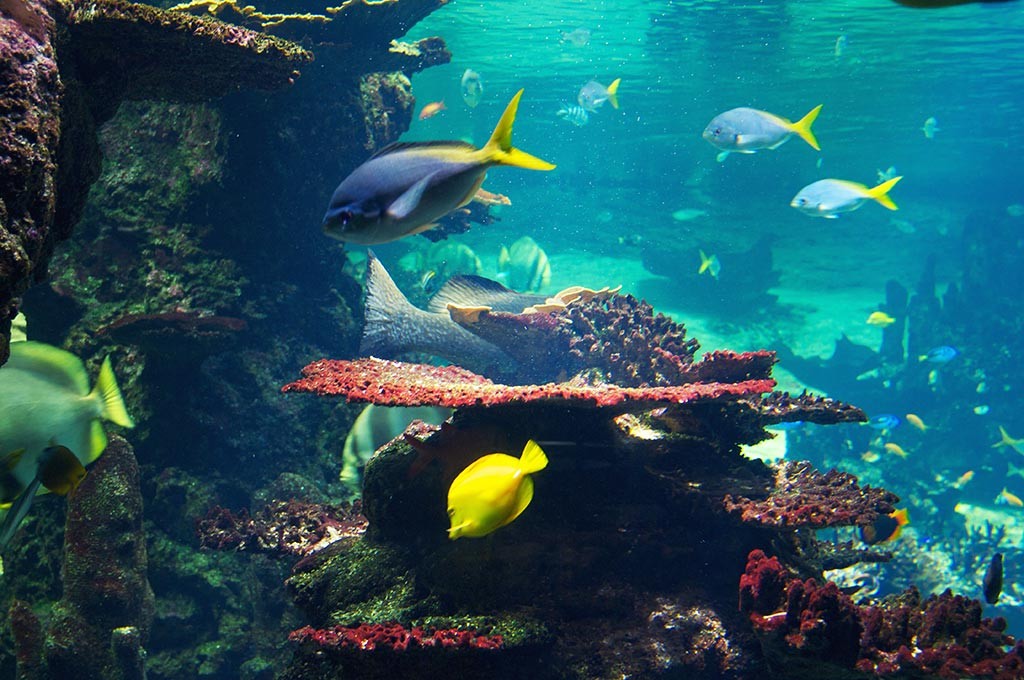 Explorer l'aquarium de Nausicaa – Centre National de la Mer! Pour la famille -16%