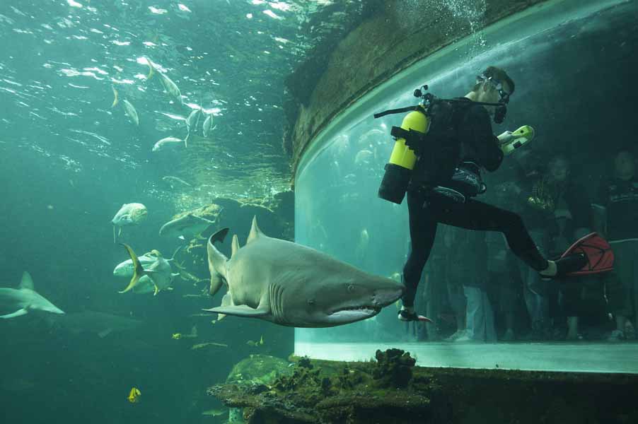 Explorer l'aquarium de Nausicaa – Centre National de la Mer! Pour la famille -16%