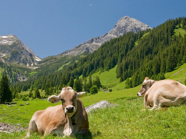 Center Parc Allemagne: Nouveau Domaine "Park Allgäu" 8j/7n en Cottage Comfort à prix incroyable!!!